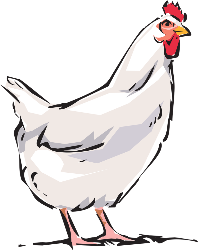 Image de poulet fermier